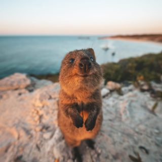 Quokka on Rottnest Island1 - Copy-web
